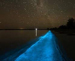 Bioluminescent Beach Puerto Rico Fajardo Bioluminescent Laguna Grande Fajardo Puerto Rico Bioluminescent Bay Bioluminescent Bay Puerto Rico Vieques