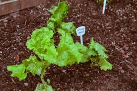 Image result for Lactuca sativa