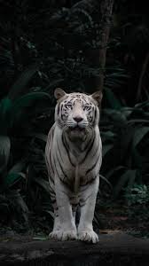 Jangan lupa like , subscribe & koment untuk mendapatkan update video terbaru. Pin By Irwan Syah On Animals Singapore Zoo Animals White Tiger