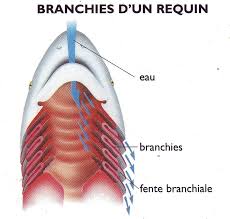 Résultat de recherche d'images pour "branchie requin"