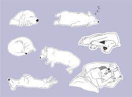 7 Common Dog Sleeping Positions & What They Mean – Furtropolis