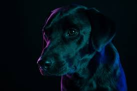 The cocker spaniel lab mix, is a mixed breed dog resulting from breeding the cocker spaniel and the labrador retriever. The Springador Or The Springer Spaniel Lab Mix Labrottie Com