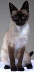 Home | Siamese Seal Point Kittens