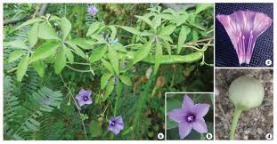 Image result for Ipomoea fulvicaulis
