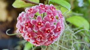 Image result for hoya plant flower