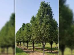 Cleveland flowering pear flowering pear tree in white blossoms in spring glossy green foliage perfect for park strips and smaller locations. Chanticleer Pear Tree Facts Omaha Arbor Hills Tree Nursery Blogarbor Hill Trees Omaha Blog
