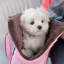 This page provides a listing of illinois maltese breeders. Maltese Maltese Puppies For Adoption Dogs For Sale Price