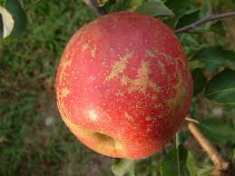 Veterans Day 2024 apple connection