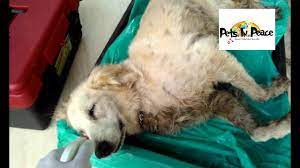 The businesses listed also serve surrounding cities. Pets Cremation Golden Fifi Taman Segar Born 18 Dec 2013 By Pets In Peace Malaysia Youtube
