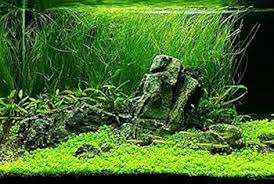 Image result for Eleocharis variegata
