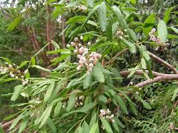 Image result for Securidaca longepedunculata