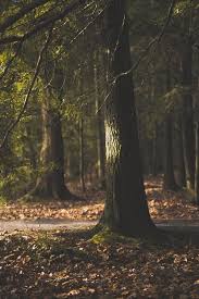 wood atmospheres the woman and the man of tasselli cashmere soon on pinterest atmosfere di sottobosco l uomo e la forest beautiful nature nature pictures