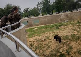 Check spelling or type a new query. Inside Pyongyang Zoo Rocky Road Travel North Korea Tours
