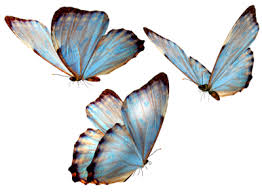 Beautiful Butterfly Transparent Flowers Art Beautiful Butterflies