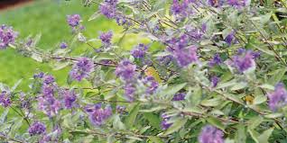 Maybe you would like to learn more about one of these? The 13 Best Summer Blooming Shrubs For Your Garden Better Homes Gardens