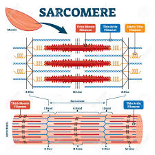 Related posts of smooth muscle labelled diagram human anatomy for women. Sarcomere Muscular Biology Scheme Vector Illustration Myosin Royalty Free Cliparts Vectors And Stock Illustration Image 141113315