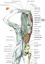 And so it's also the muscle that clenches your jaw and grinds your teeth, unfortunately, and it's one of the most common locations for trigger points in the human body.2 it is an accomplice in many cases of bruxism (that's latin for. 110 Massage Ideas In 2021 Massage Therapy Massage Therapy