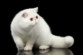 The exotic shorthair is a gentle affectionate cat, is not as boisterous as many shorthair breeds. Exotic Shorthair Cat Cat Breeds Information