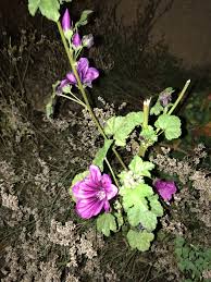 Image result for Malva sylvestris