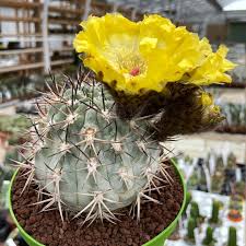 Image result for Canthium glaucum