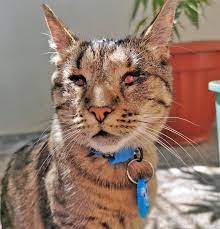 Meet The Handsome Blind Cat From Chile Who Loves Climbing Trees And Playing With Dogs Cats Cute Animals Dogs