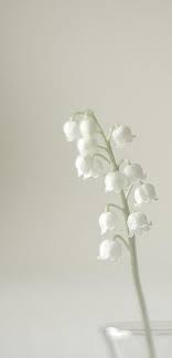 I read once that not even the most beautiful princess could compare to the fresh beauty of a flower in bloom. Convallaria Majalis Commonly Known As The Lily Of The Valley Is A Sweetly Scented And Highly Poisonous Beautiful Flowers Lily Of The Valley Pretty Flowers