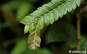 Image result for Anisophyllea boehmii