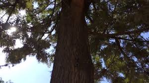 We did not find results for: Silky Oak Grevillea Robusta Youtube