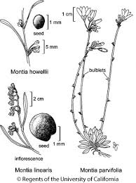 Image result for Montia