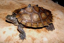 Barbour's map turtle was documented from the pea river (choctawhatchee river system) in 1997. Adw Graptemys Nigrinoda Information