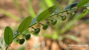 Image result for Phyllanthus paxii