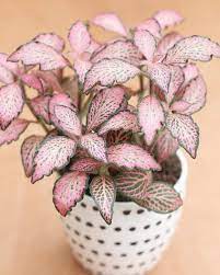 Also called nerve plant, mosaic plant (fittonia albivenis) is a trailing plant with deeply veined leaves. 40 Best Indoor Plants That Don T Need Sunlight Best Indoor Plants Low Light House Plants Indoor Plants Low Light