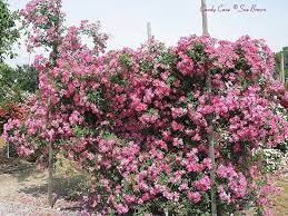 V 3 Rosa Climbing Rose 15 Gallon Climbing Roses Landscape Plants