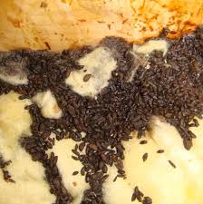 Image result for squirrel poop