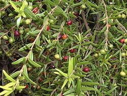Image result for Brachythrix glomerata