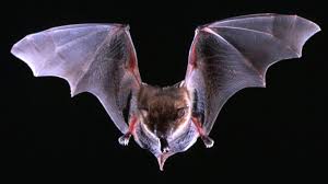 Image result for Bat Bite