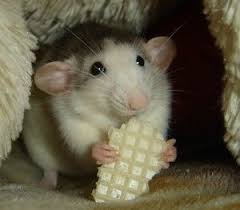 Dumbo Rattie With Tiny Chocolate Block I Have A Mould Exactly Like That So Making Them Tiny Chocolates Funny Rats Pet Rats Cute Rats