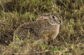 African Scrub Hare African Hare Animals