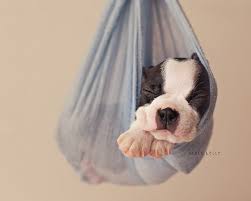 This Newborn Puppy Photoshoot Will Make Your Day Newborn Puppies Puppy Litter Puppy Photography