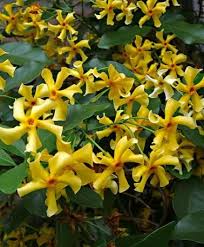 Star Jasmine Star Of Toscane Climber The Yellow Star Jasmine Trachelospermum Jasminoides Star Of Toscane Selbr Star Jasmine Angel Plant Fragrant Garden