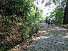 We did not find results for: Bukit Dinding Hike Pokok Kelapa