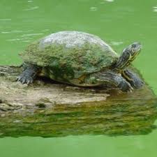 The traps we sell at pond king can hold up to 50. Turtle First Aid Turtles And Algae All Turtles