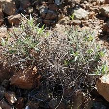 Image result for Blepharis sol