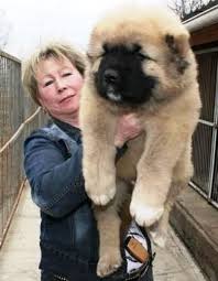 Yavru Kafkas Caban Kopegi Caucasian Mountain Dog Caucasian Shepherd Dog Caucasian Shepherd