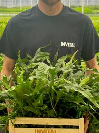 Image result for z p%u0159ednice jedovat 