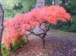 Acer Palmatum Ornatum Buskar Trad