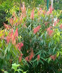 Image result for Vernonia congolensis