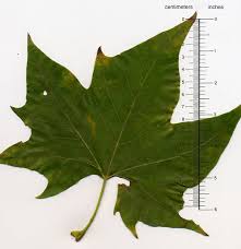 Image result for Platanus