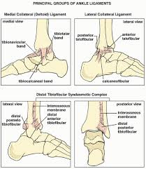 The anterior tibiofibular (atfl), calcaneofibular (cfl) and posterior talofibular (ptfl) ligaments. Lower Limb Iii Ankle And Foot Radiology Key