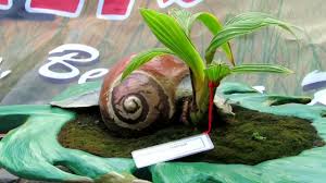Kopdar Bonsai Kelapa Bali Inspirasi Pemula By Dek Dwi Payadnya